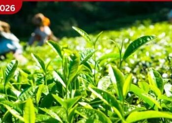 සිලෝන් තේ කර්මාන්තය දැඩි කඩාවැටීමක කර්මාන්තශාලා 200ක් වැසී යයි