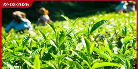 සිලෝන් තේ කර්මාන්තය දැඩි කඩාවැටීමක කර්මාන්තශාලා 200ක් වැසී යයි