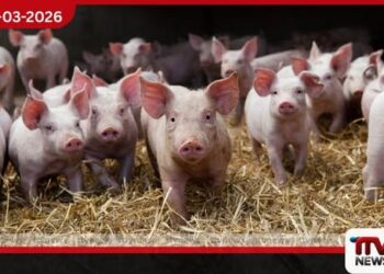 සූකර කර්මාන්තය සුරක්ෂිත කිරීමට නව රක්ෂණ යෝජනා ක්‍රමයක්