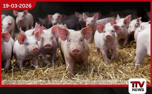 සූකර කර්මාන්තය සුරක්ෂිත කිරීමට නව රක්ෂණ යෝජනා ක්‍රමයක්