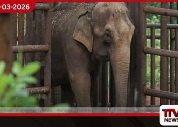 අතරමං වන අලි පැටවුන් වෙනුවෙන්  අංගමැඩිල්ලේ නව ඇත් අතුරු සෙවණක් ඉදිවෙයි