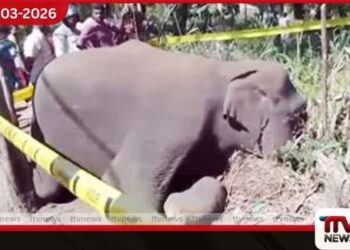 බුත්තල මහගොඩයාය ප්රදේශයේදී වනඅලියෙකු විදුලිසැර වැදී මියයයි