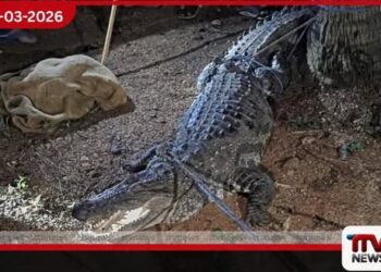 එප්පාවල නිවසක් අසලට පැමිණි අඩි 10ක දැවැන්ත කිඹුලෙකු ගම්වැසියන් අල්ලා ගනී