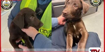 පියාසර කිරීමට නොහැකි වූ නිසා බලු පැටවෙකු ගුවන් තොටුපළේ දමා ගිය පුද්ගලයෙකුට නඩු