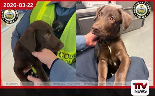 පියාසර කිරීමට නොහැකි වූ නිසා බලු පැටවෙකු ගුවන් තොටුපළේ දමා ගිය පුද්ගලයෙකුට නඩු