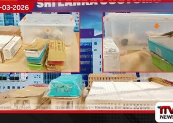 විදේශීය සුරතල් සතුන් 38ක් මෙරටට හොරෙන් ගෙනා ශ්රී ලාංකිකයෙක් කටුනායකදී අත්අඩංගුවට