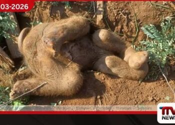 දුම්රිය සංඥා පද්ධති සඳහා කැපූ කාණුවකට වැටී අලි පැටවෙකු මියයයි