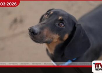 බල්ලන් මිනිසාගේ  සමීපතම මිතුරා වූයේ  මීට වසර 15,000කට පෙර බව විද්‍යාඥයෝ තහවුරු කරති