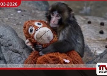 අන්තර්ජාලය කැළඹූ ජපානයේ Punch වඳුරු පැටවාට දැන් මාස 8යි