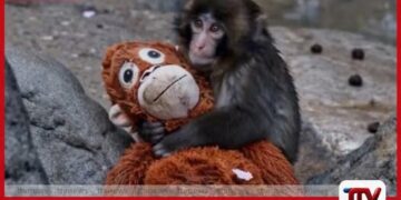 අන්තර්ජාලය කැළඹූ ජපානයේ Punch වඳුරු පැටවාට දැන් මාස 8යි