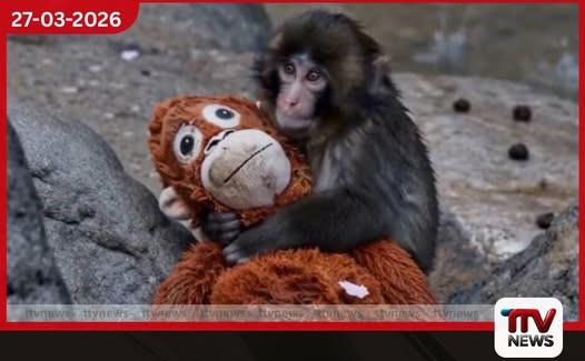 අන්තර්ජාලය කැළඹූ ජපානයේ Punch වඳුරු පැටවාට දැන් මාස 8යි