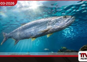 සංක්‍රමණික මත්ස්‍ය ගහනය 81% කින්  පහත වැටෙයි