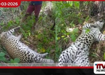 පුස්සැල්ලාවේදී අභිරහස් ලෙස  මියගිය කඳුකර කොටියෙකුගේ  සිරුරක් හමුවෙයි