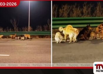 සොරුන්ගෙන් බේරී  කිලෝමීටර් 17ක් පා ගමනින් නිවස බලා ආ  සුනඛ හමුදාවේ හාස්කම් සහගත ගමන