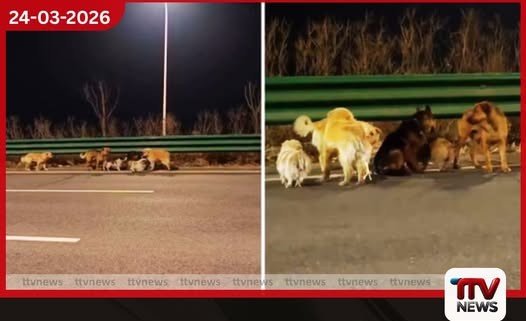 සොරුන්ගෙන් බේරී කිලෝමීටර් 17ක් පා ගමනින් නිවස බලා ආ සුනඛ හමුදාවේ හාස්කම් සහගත ගමන