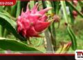 Dragon Fruit වගාව මගින් ඉන්දීය ගොවීන්ගේ ආදායම ඉහළ නංවන බවට නවතම වාර්තා හෙලි කරයි