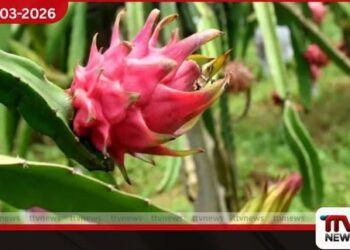 Dragon Fruit වගාව මගින් ඉන්දීය ගොවීන්ගේ ආදායම ඉහළ නංවන බවට නවතම වාර්තා හෙලි කරයි