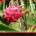 Dragon Fruit වගාව මගින් ඉන්දීය ගොවීන්ගේ ආදායම ඉහළ නංවන බවට නවතම වාර්තා හෙලි කරයි
