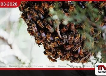 බණ්ඩාරවෙල පාසල් සිසුන් පිරිසකට  බඹර ප්‍රහාරයක්