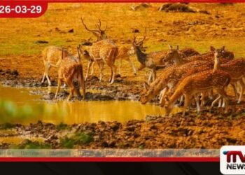 පවතින වියළි කාලගුණයෙන්                                                                                                                                                                                       වන සතුන්ට                                                                                                                                                                                                                      දැනට බලපෑමක් නැති බව                                                                                                                                                                                       වනජීවී දෙපාර්තමේන්තුව පවසයි