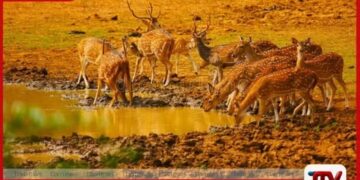 පවතින වියළි කාලගුණයෙන්                                                                                                                                                                                       වන සතුන්ට                                                                                                                                                                                                                      දැනට බලපෑමක් නැති බව                                                                                                                                                                                       වනජීවී දෙපාර්තමේන්තුව පවසයි