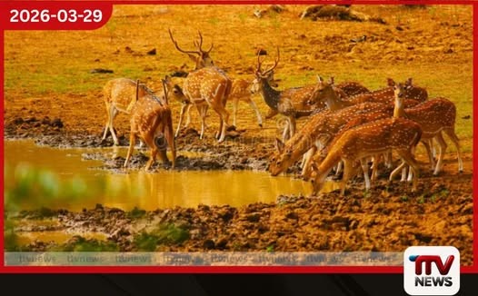 පවතින වියළි කාලගුණයෙන් වන සතුන්ට දැනට බලපෑමක් නැති බව වනජීවී දෙපාර්තමේන්තුව පවසයි