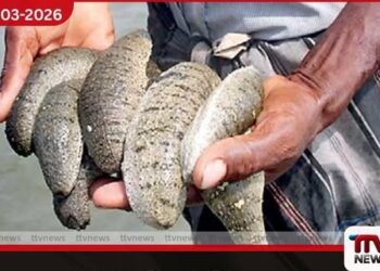 නීති විරෝධී ලෙස  මුහුදු කූඩැල්ලන් ඇල්ලූ  සිව්දෙනෙක් මන්නාරමේදී  නාවික හමුදා භාරයට