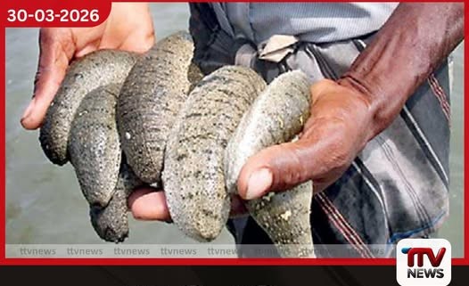 නීති විරෝධී ලෙස මුහුදු කූඩැල්ලන් ඇල්ලූ සිව්දෙනෙක් මන්නාරමේදී නාවික හමුදා භාරයට