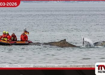 ජර්මනියේ වෙරළට ගොඩගැසූ  හම්ප්බැක් (Humpback) තල්මසා  බේරාගැනීමේ සටන තීරණාත්මක අඩියක