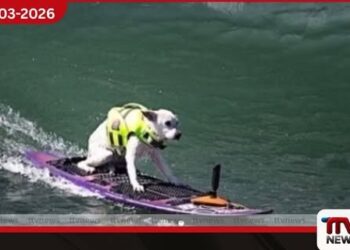 ලොව සුපිරි Dog Surfing ෂුගර් පිළිකා රෝගයෙන් මියයයි