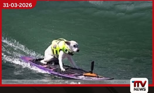 ලොව සුපිරි Dog Surfing ෂුගර් පිළිකා රෝගයෙන් මියයයි