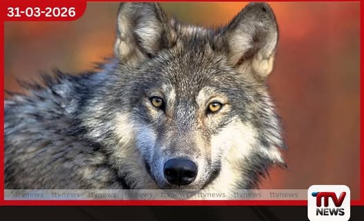 ජර්මනියේ දශක කිහිපයකට පසු පළමු වරට වෘකයෙකු මිනිසෙකු සපා කයි