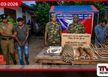 සත්ත්ව කොටස් ජාවාරමක්  මෙහෙයවූ පුද්ගලයන් දෙදෙනෙකු අත්අඩංගුවට