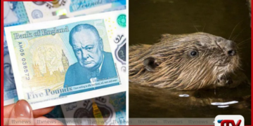 බ්‍රිතාන්‍ය මුදල් නෝට්ටුවලින් චර්චිල් ඉවතට බීවර් සතුන් ඇතුළත් කිරීමට ගත් තීරණයට දැඩි විරෝධයක්