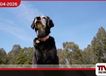 අධික උණුසුම සුරතල් සතුන්ට  මාරාන්තිකයි