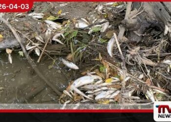 ගෝනපල ඔලබොඩුව ඇළක  මත්ස්‍යයින් විශාල ලෙස  මියයෑමේ දැඩි අවදානමක්