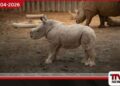 ඩුබායි සෆාරි උද්‍යානයේදී වඳවීමේ තර්ජනයට ලක්වූ දෙවන සුදු Rhino පැටවාගේ උපත සමරයි
