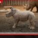 ඩුබායි සෆාරි උද්‍යානයේදී වඳවීමේ තර්ජනයට ලක්වූ දෙවන සුදු Rhino පැටවාගේ උපත සමරයි