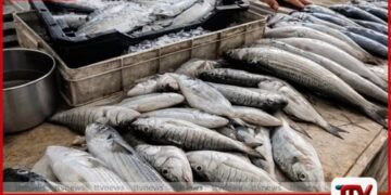 දැඩි උණුසුම හමුවේ මත්ස්ය මිල ගණන් පහළට