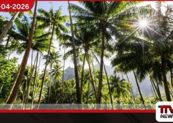 කන්තලේ පොල් වගාවට  දිලීර රෝගයකින් බලපෑම් ගොවීන් අසීරුතාවයට