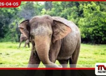 වනඅලි ප්රහාරවලින් එප්පාවල සහ ප්රියංකරගමදී පුද්ගලයින් තිදෙනෙකු ජීවිතක්ෂයට