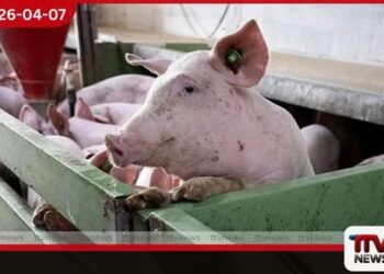 ස්පාඤ්ඤයේ ඌරු මස් කර්මාන්තය  අප්‍රිකානු සූකර උණ  අවදානම හමුවේ දැඩි අර්බුදයක