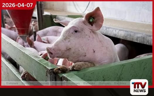 ස්පාඤ්ඤයේ ඌරු මස් කර්මාන්තය අප්රිකානු සූකර උණ අවදානම හමුවේ දැඩි අර්බුදයක