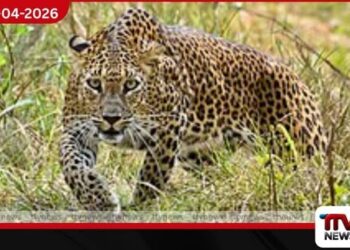 යාල ජාතික වනෝද්‍යානයේ ලූකස් කොටියා අනතුරට ලක්වීම පිළිබඳව විශේෂ පරීක්ෂණයක්