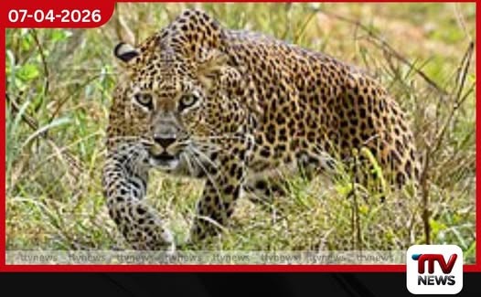 යාල ජාතික වනෝද්යානයේ ලූකස් කොටියා අනතුරට ලක්වීම පිළිබඳව විශේෂ පරීක්ෂණයක්