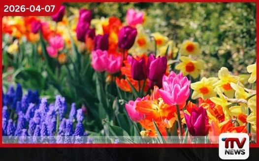 නුවරඑළිය වසන්ත සමයට කැප්පෙටිපොල මල් වගාකරුවෝ සැරසෙති