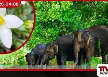 සංගමන්කන්ද කාට්ටමඩු වනාන්තරය රක්ෂිතයක් ලෙස නිල වශයෙන් ප්රකාශයට පත් කෙරේ