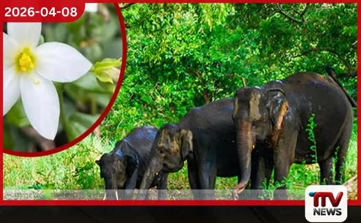 සංගමන්කන්ද කාට්ටමඩු වනාන්තරය රක්ෂිතයක් ලෙස නිල වශයෙන් ප්රකාශයට පත් කෙරේ