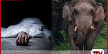 සමන්තුරේ  වන අලි ප්‍රහාරයකින් තිදරු මවක් ජීවිතක්ෂයට