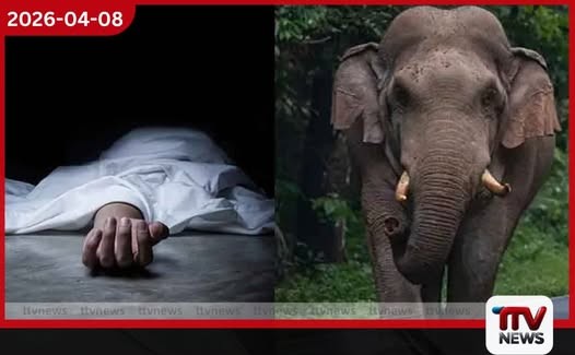 සමන්තුරේ වන අලි ප්රහාරයකින් තිදරු මවක් ජීවිතක්ෂයට